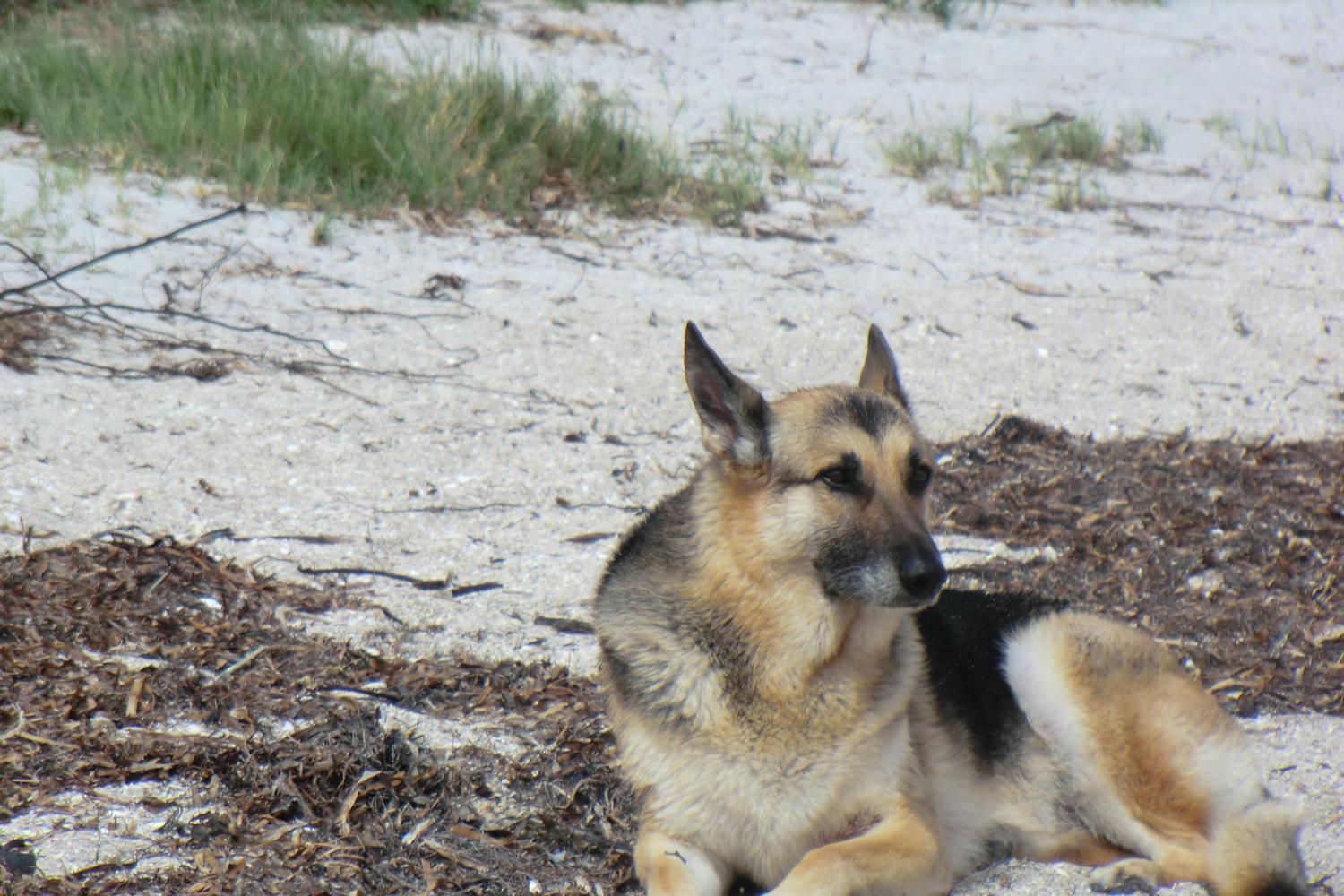 Fort De Soto Dog Beach Park 56