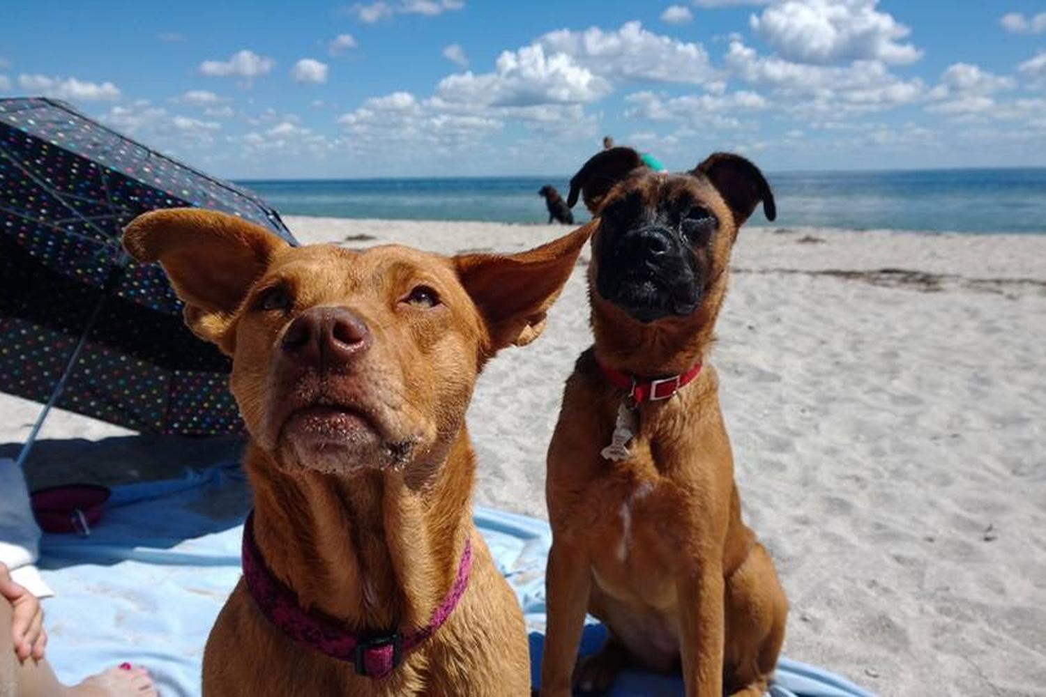 Fort De Soto Dog Beach Park 76