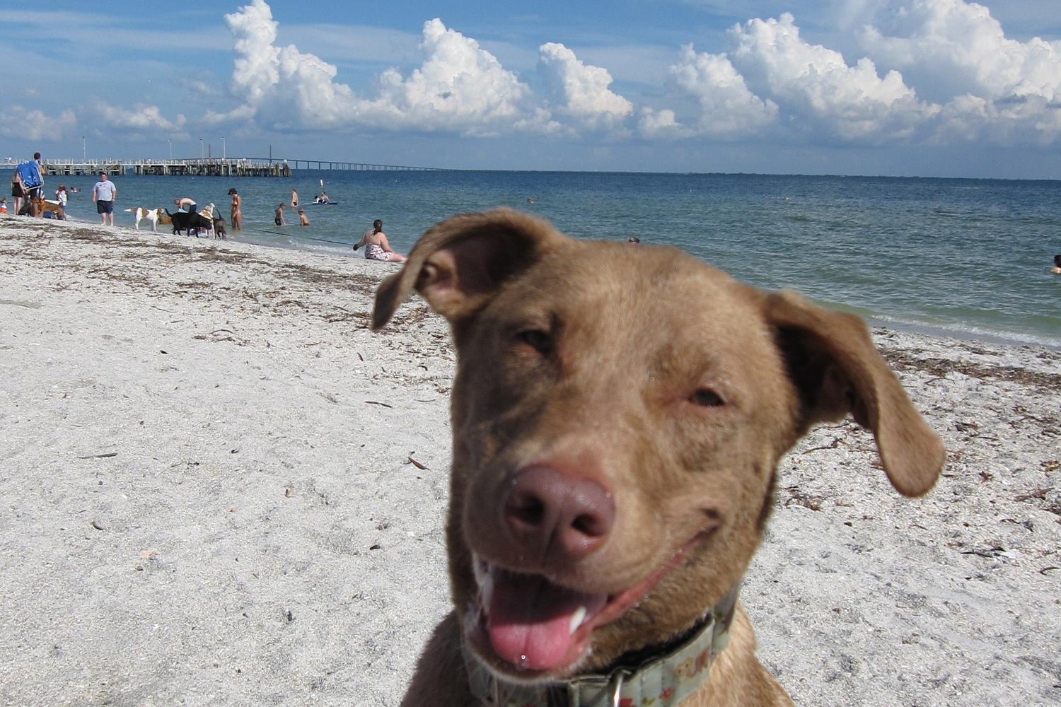 Fort De Soto Dog Beach Park 10