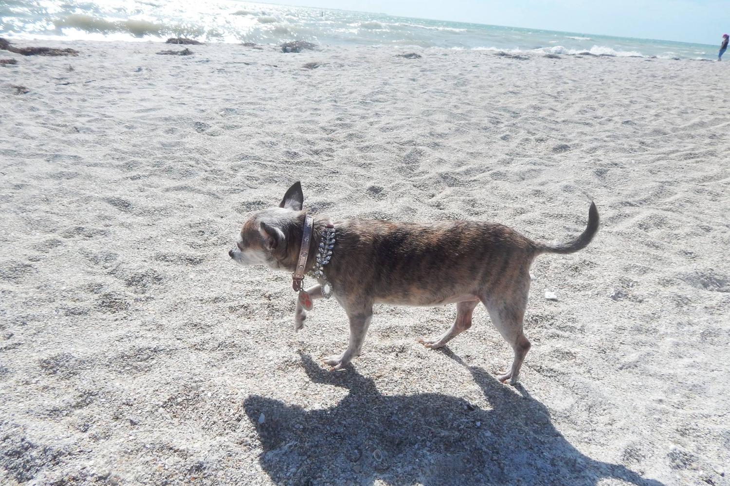 Fort De Soto Dog Beach Park 20