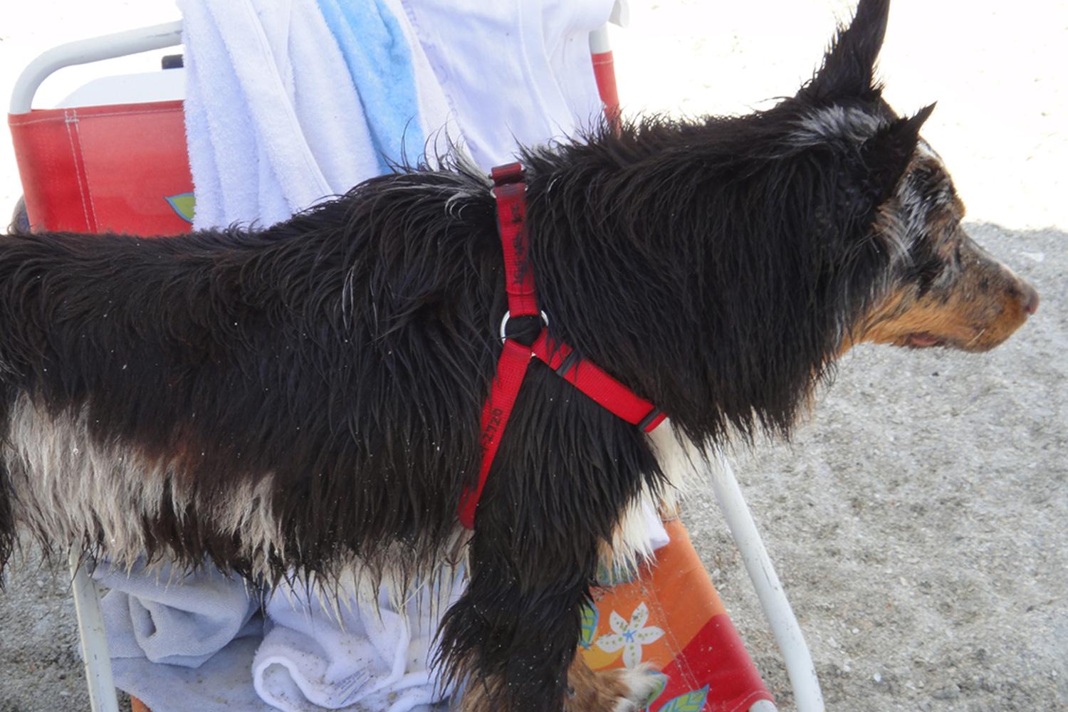 Fort De Soto Dog Beach Park 39