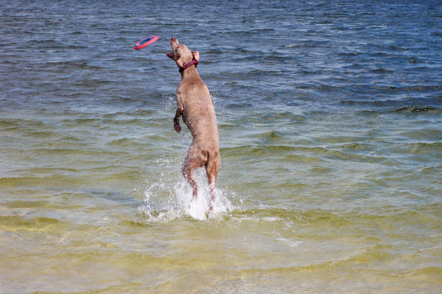Fort De Soto Dog Beach Park 9