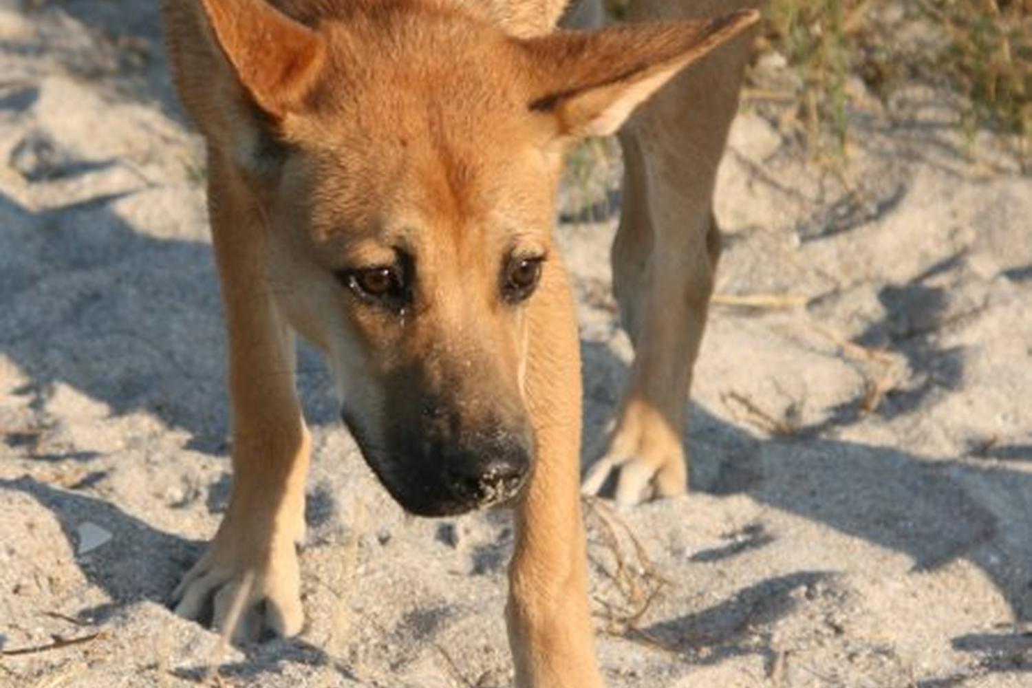 Fort De Soto Dog Beach Park 26