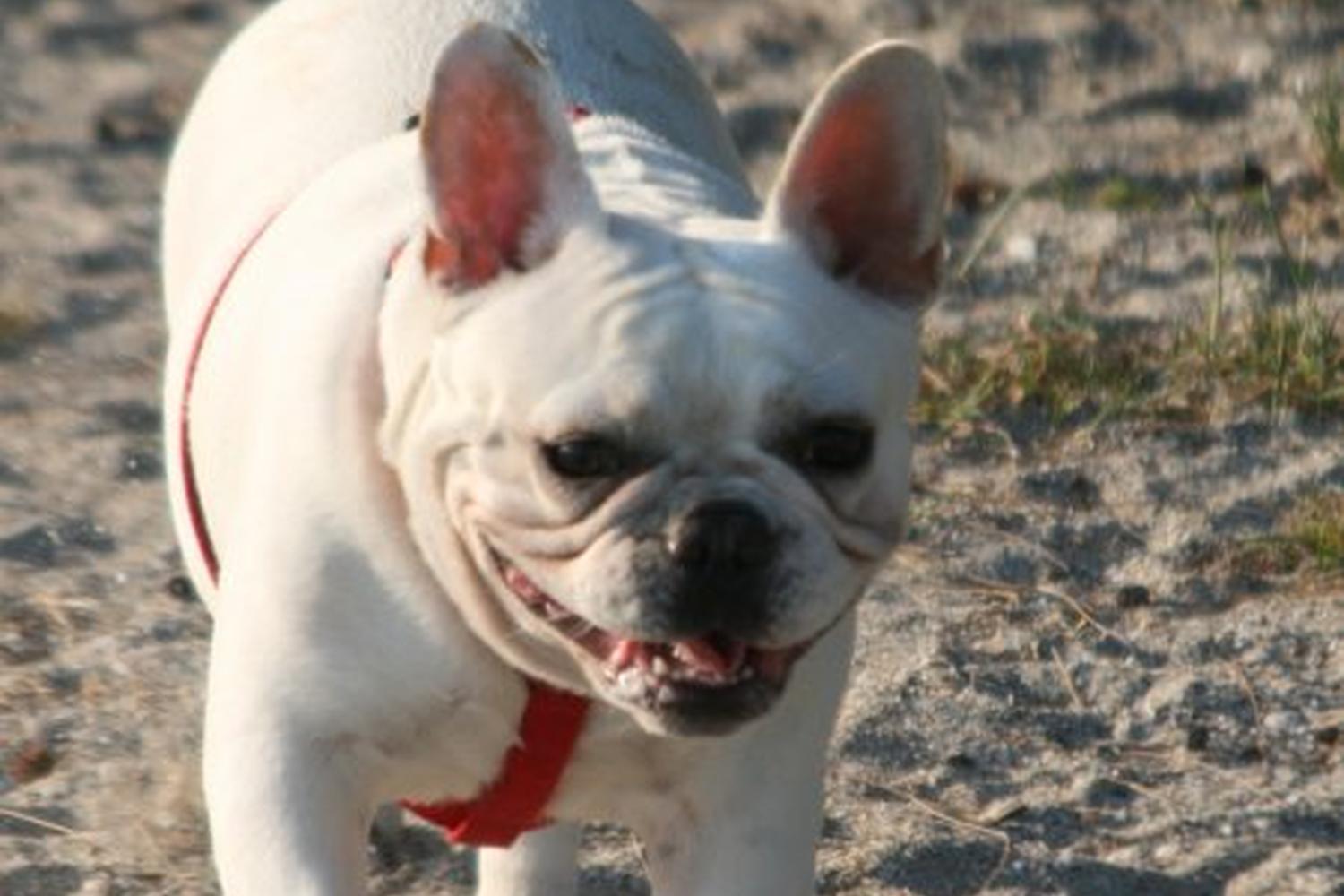 Fort De Soto Dog Beach Park 35