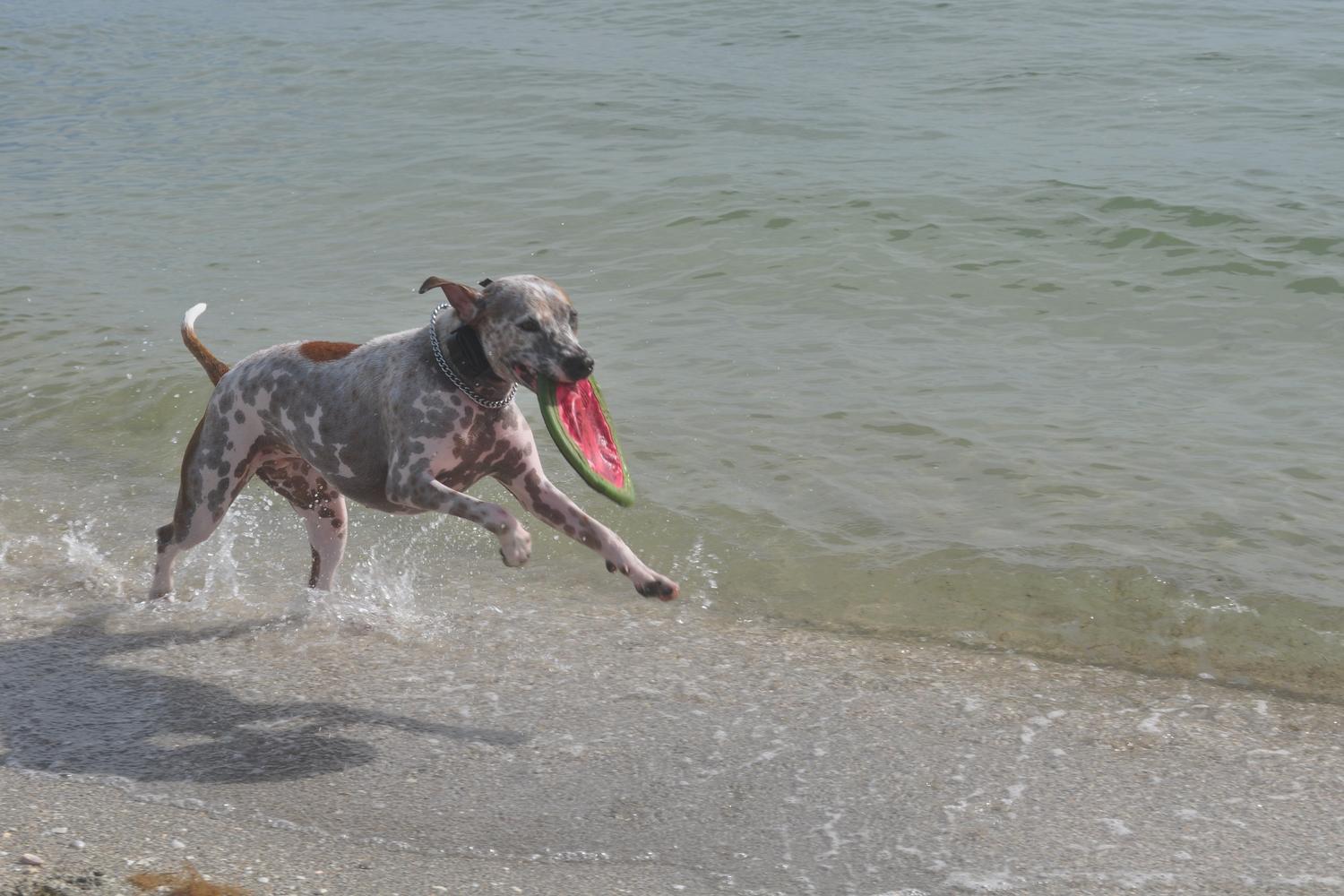 Fort De Soto Dog Beach Park 73