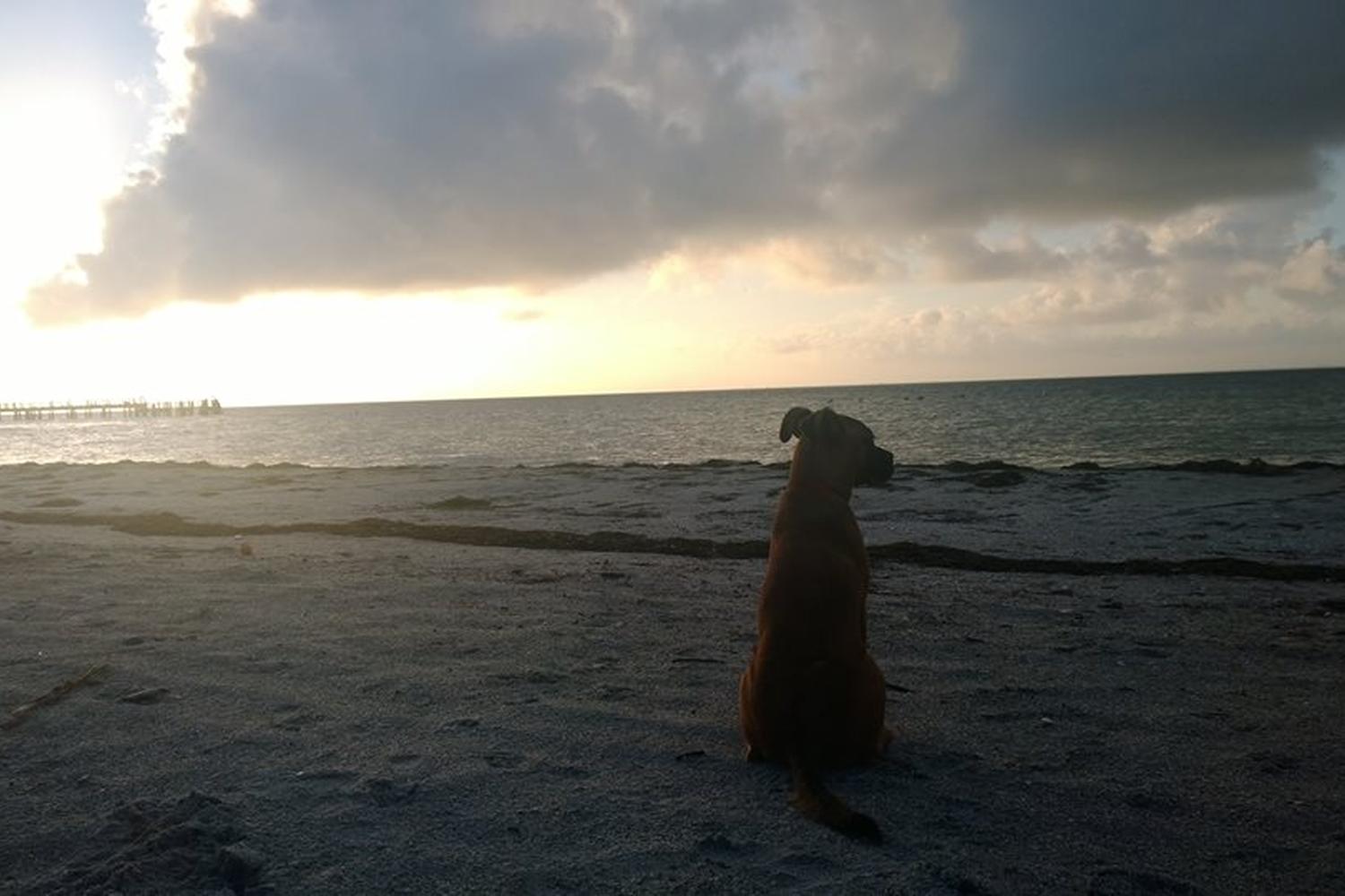 Fort De Soto Dog Beach Park 78