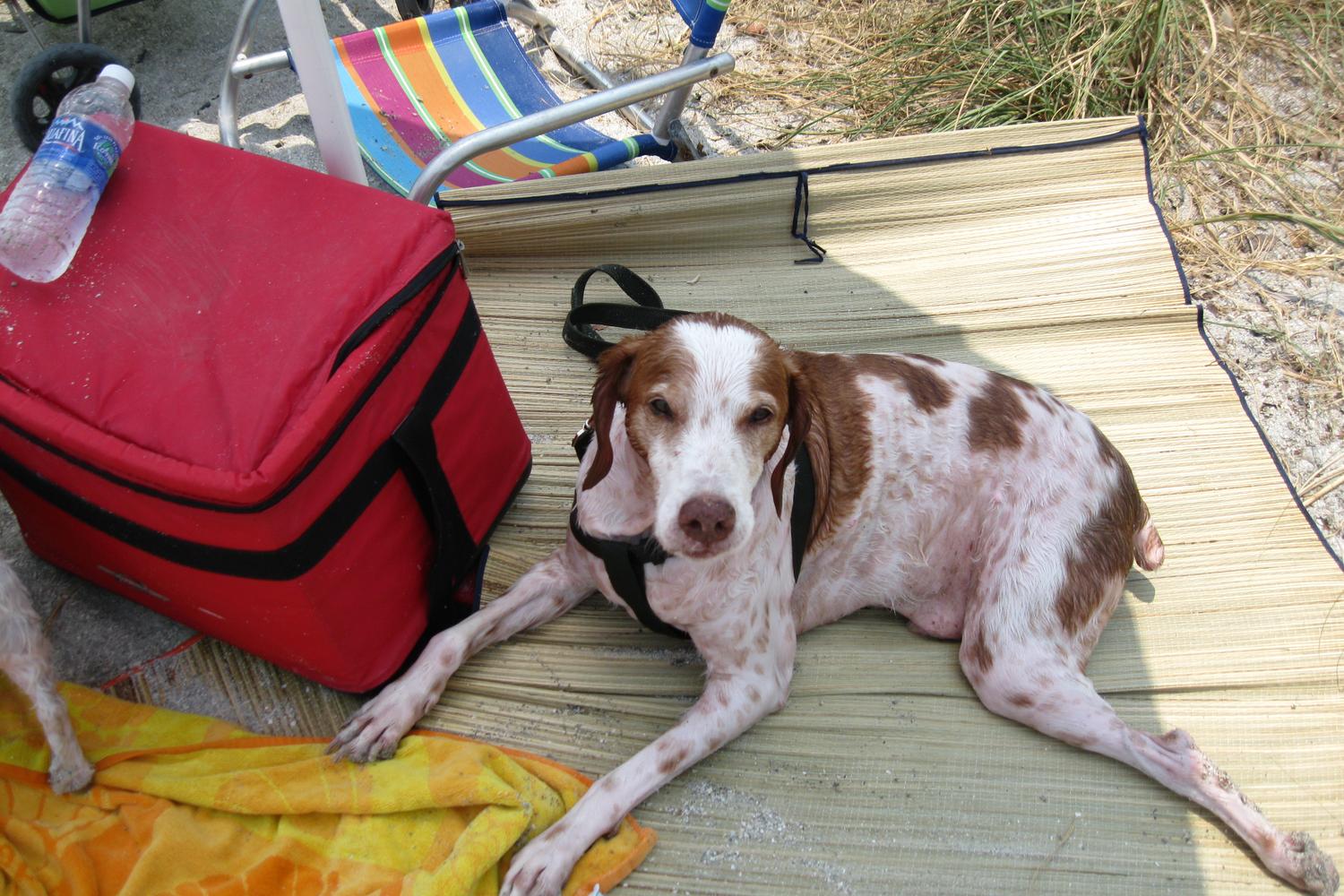 Fort De Soto Dog Beach Park 47