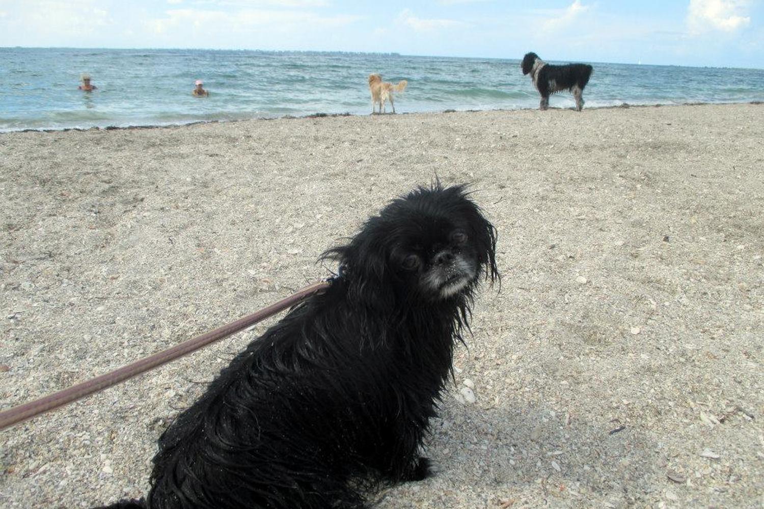Fort De Soto Dog Beach Park 13