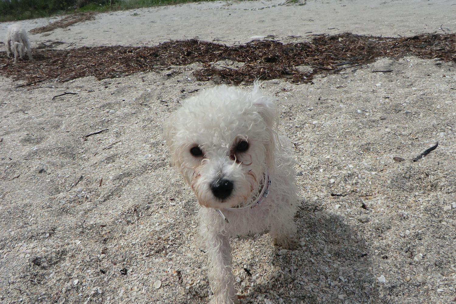 Fort De Soto Dog Beach Park 58