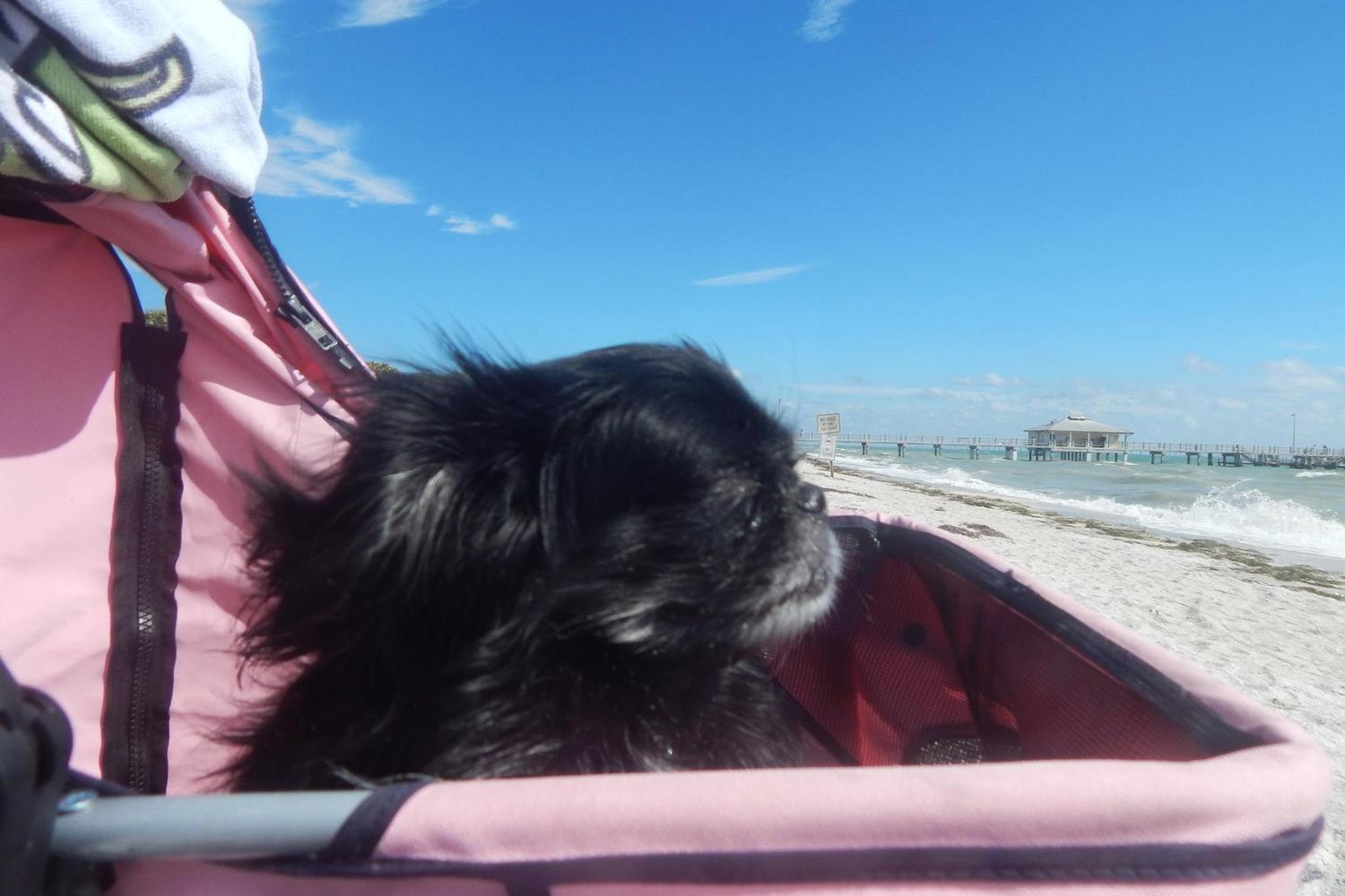 Fort De Soto Dog Beach Park 86