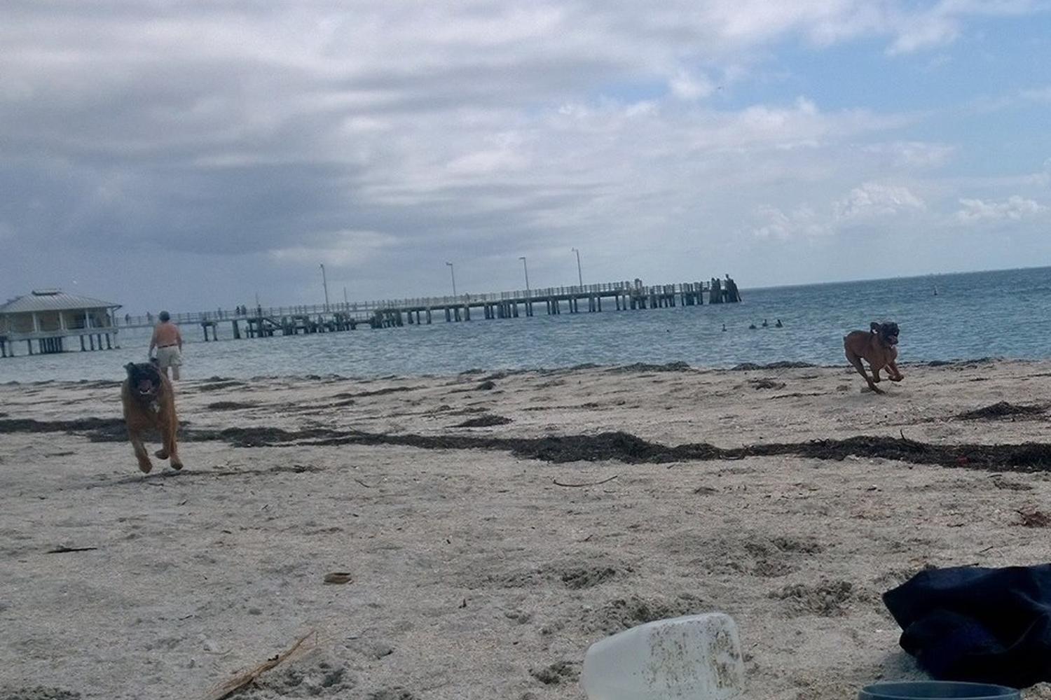 Fort De Soto Dog Beach Park 77