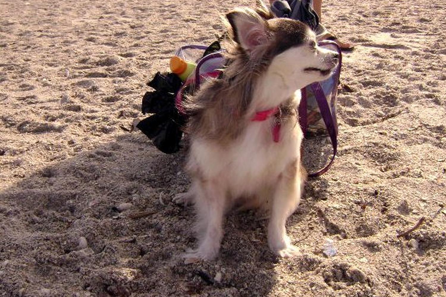 Fort De Soto Dog Beach Park 70