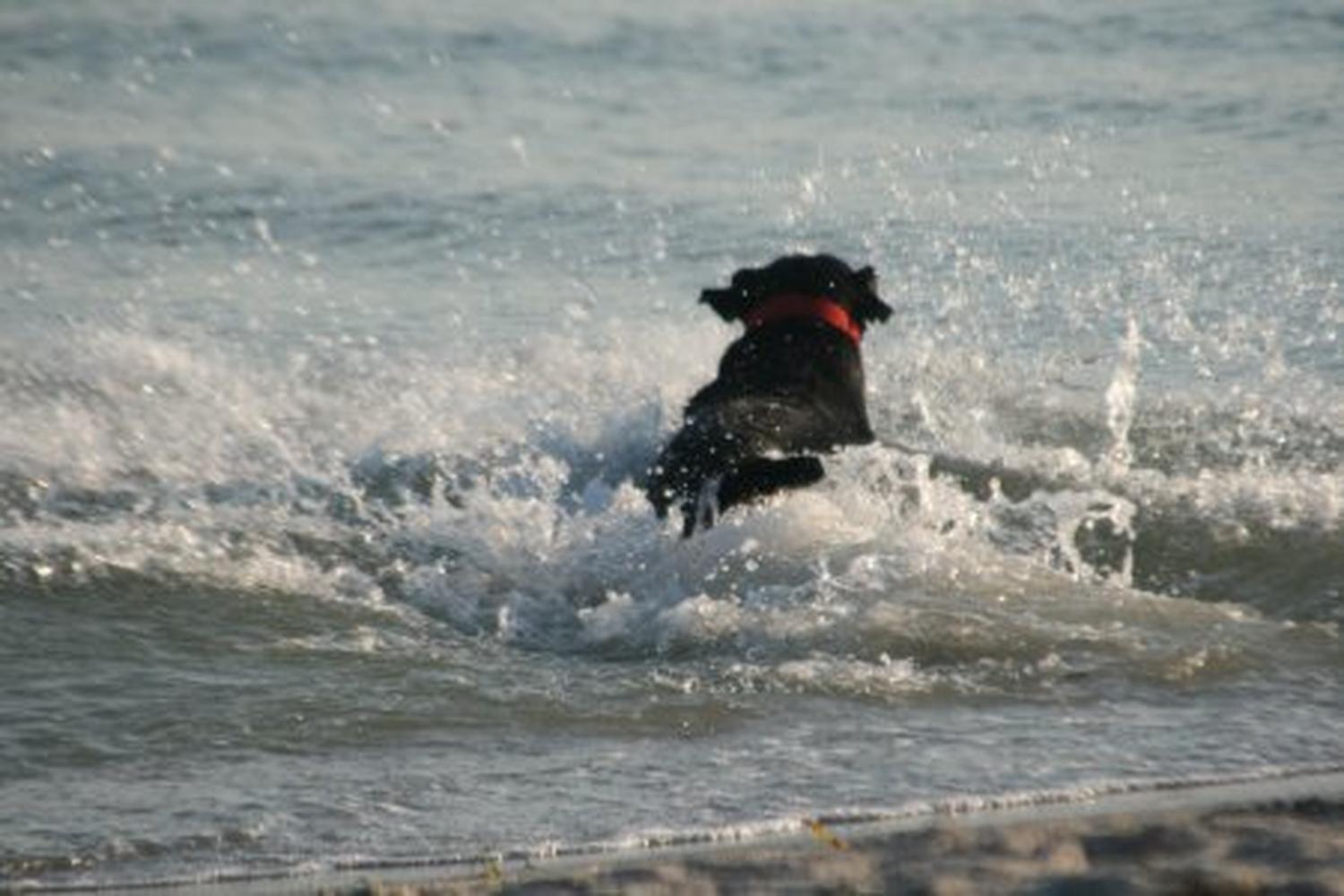 Fort De Soto Dog Beach Park 22