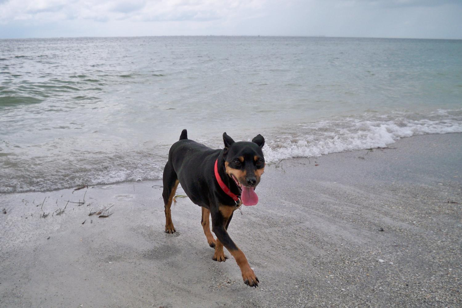 Fort De Soto Dog Beach Park 4