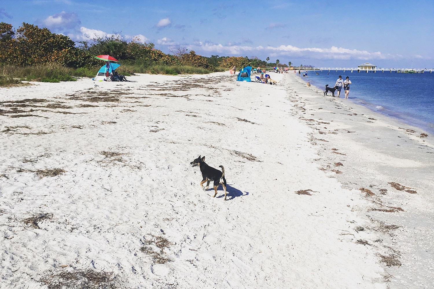 Fort De Soto Dog Beach Park 33