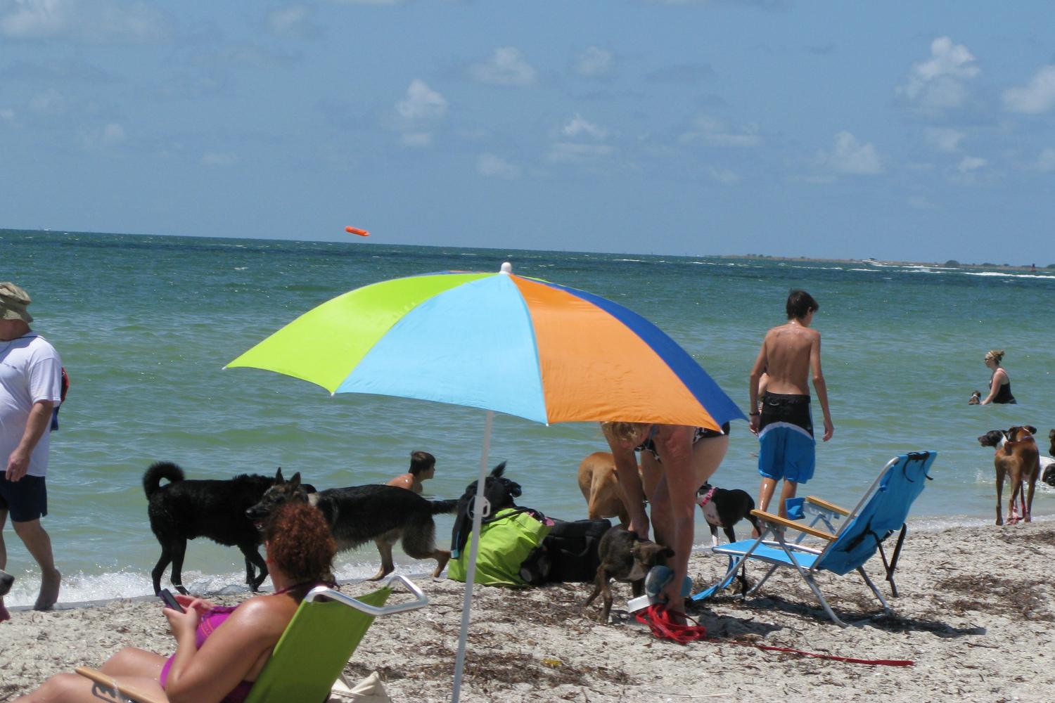 Fort De Soto Dog Beach Park 46