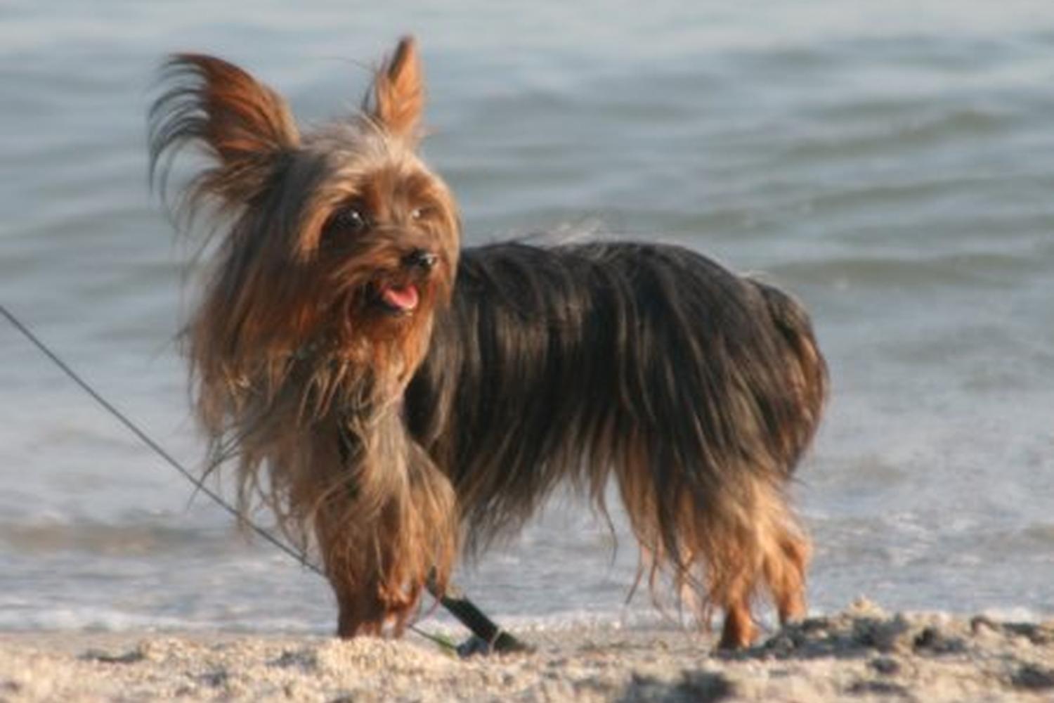 Fort De Soto Dog Beach Park 23