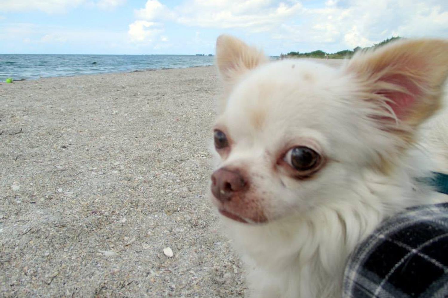 Fort De Soto Dog Beach Park 80