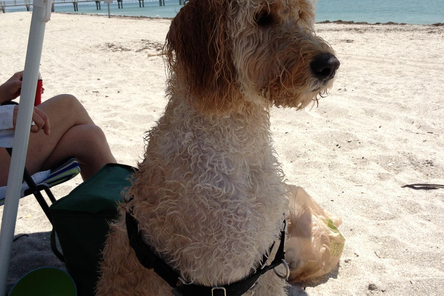 Fort De Soto Dog Beach Park 67