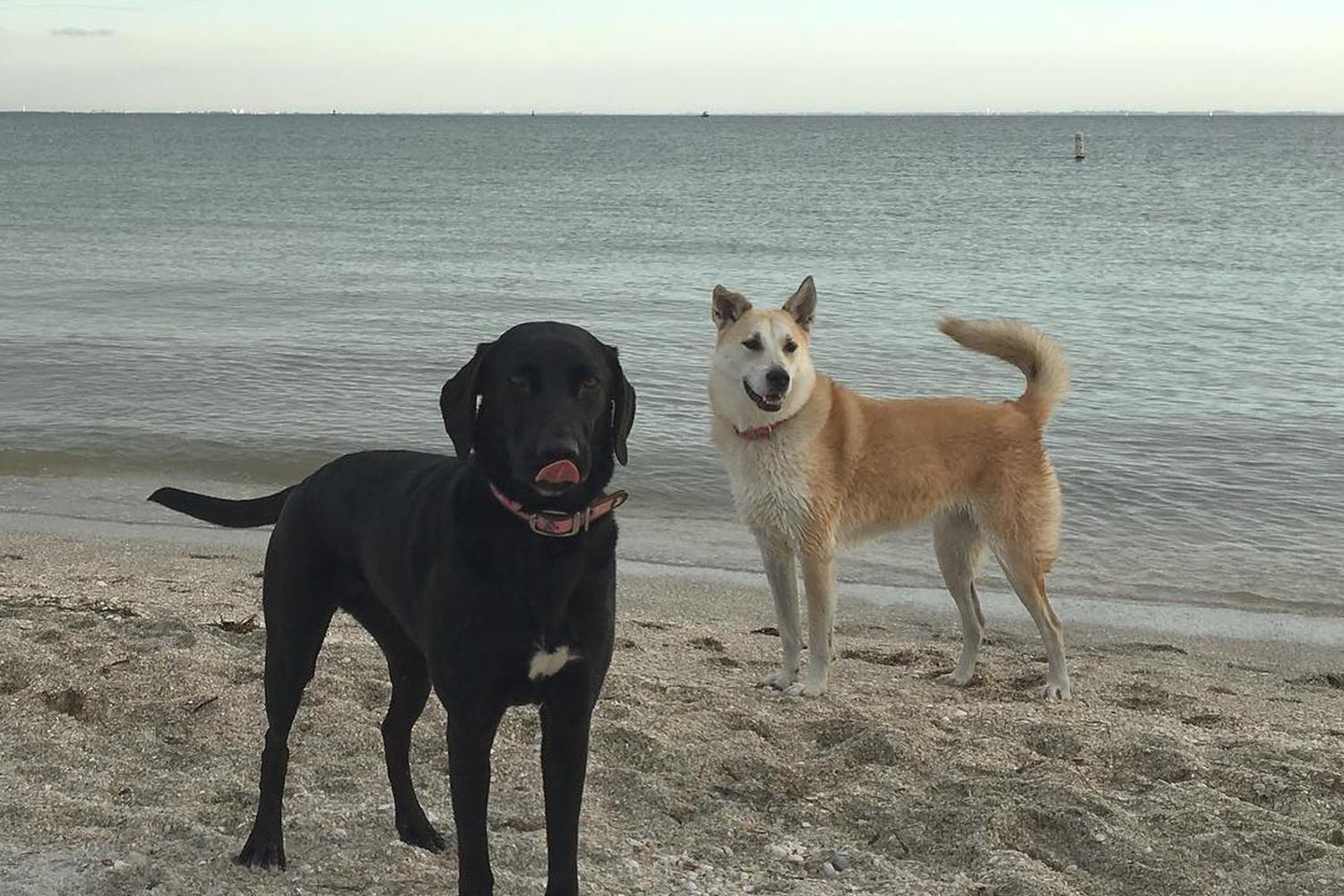 Fort De Soto Dog Beach Park 32
