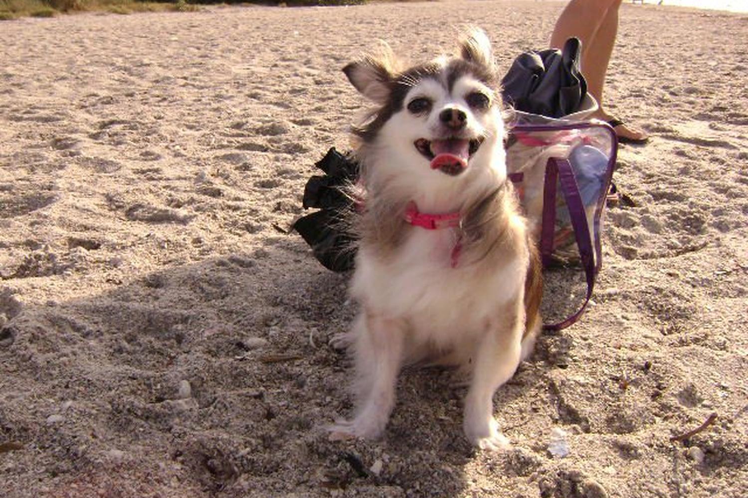 Fort De Soto Dog Beach Park 69