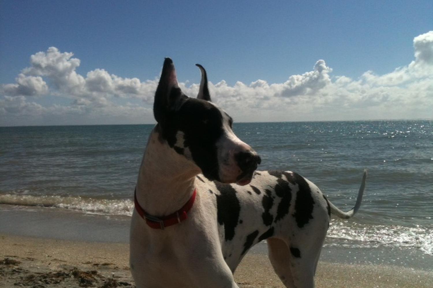 Fort De Soto Dog Beach Park 49