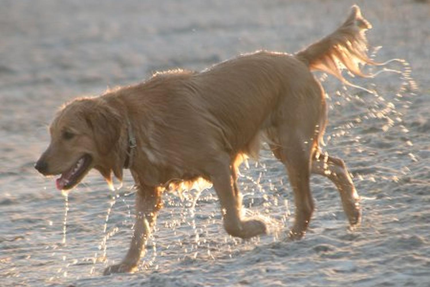 Fort De Soto Dog Beach Park 16