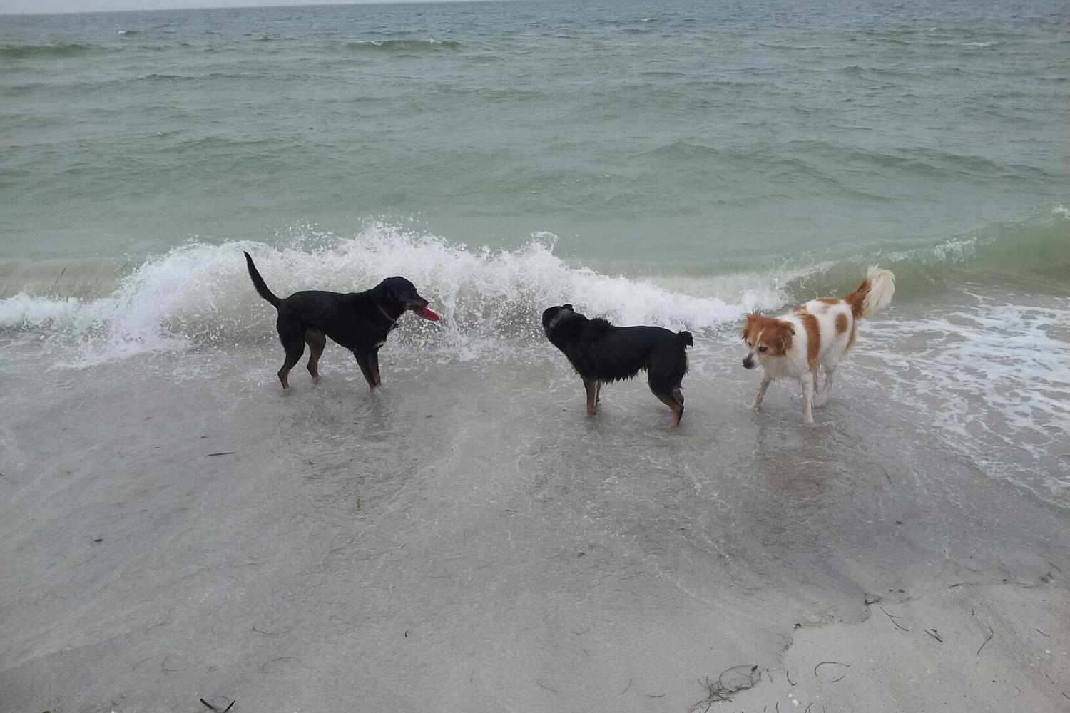 Fort De Soto Dog Beach Park 74
