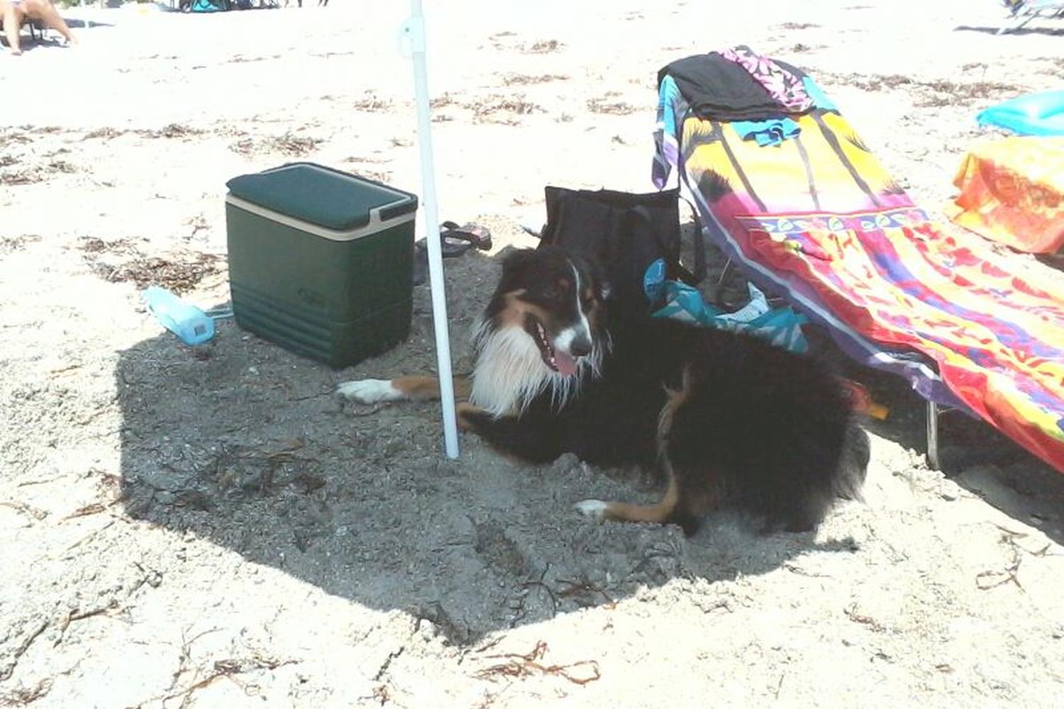 Fort De Soto Dog Beach Park 64