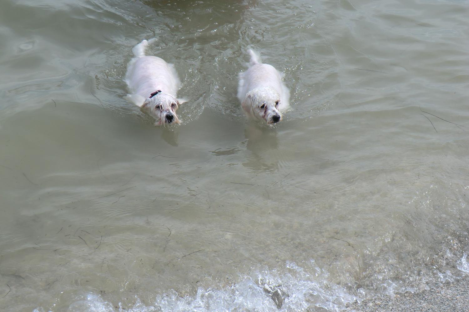 Fort De Soto Dog Beach Park 53