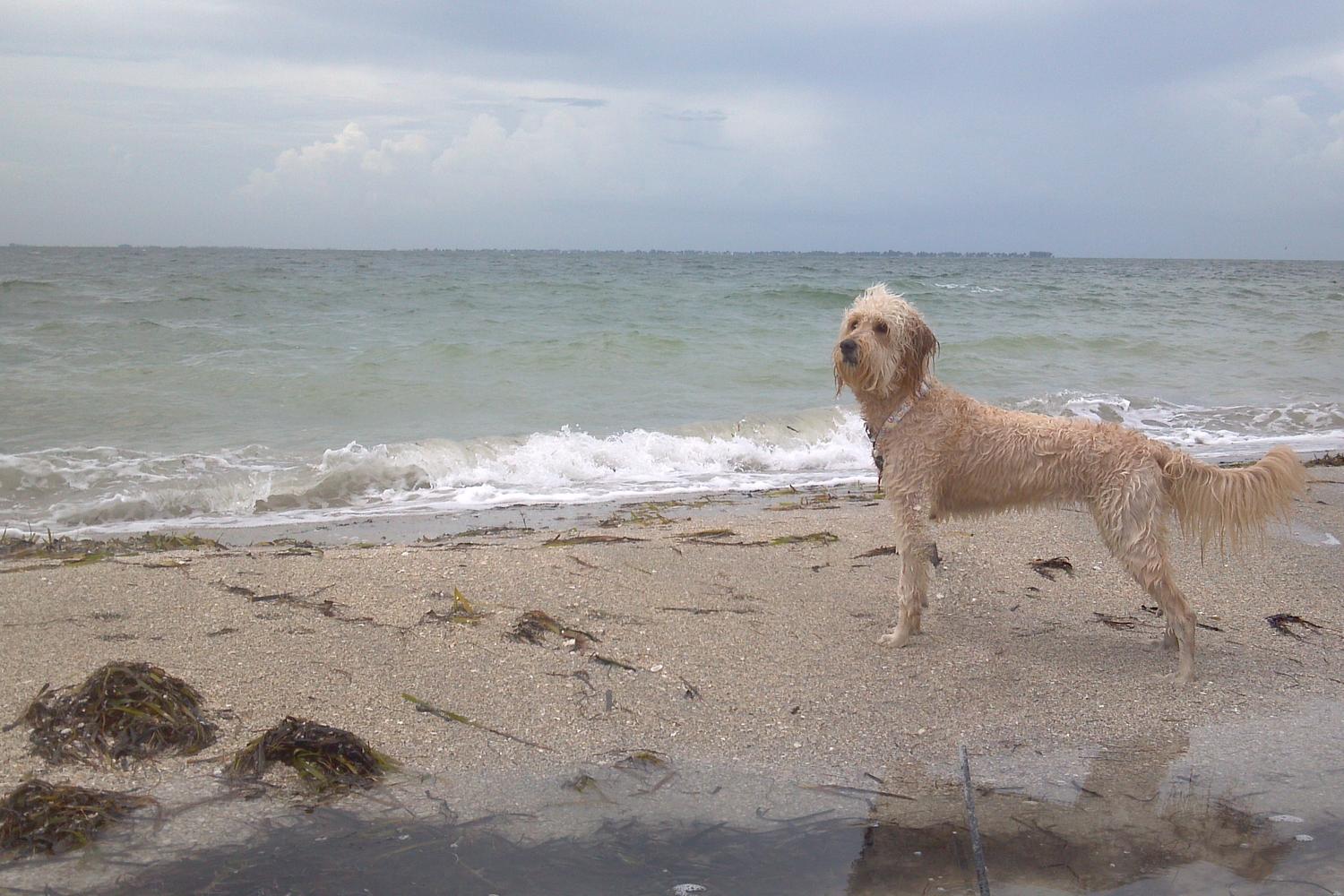 Fort De Soto Dog Beach Park 41