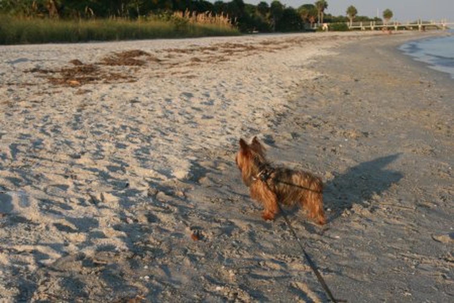 Fort De Soto Dog Beach Park 19