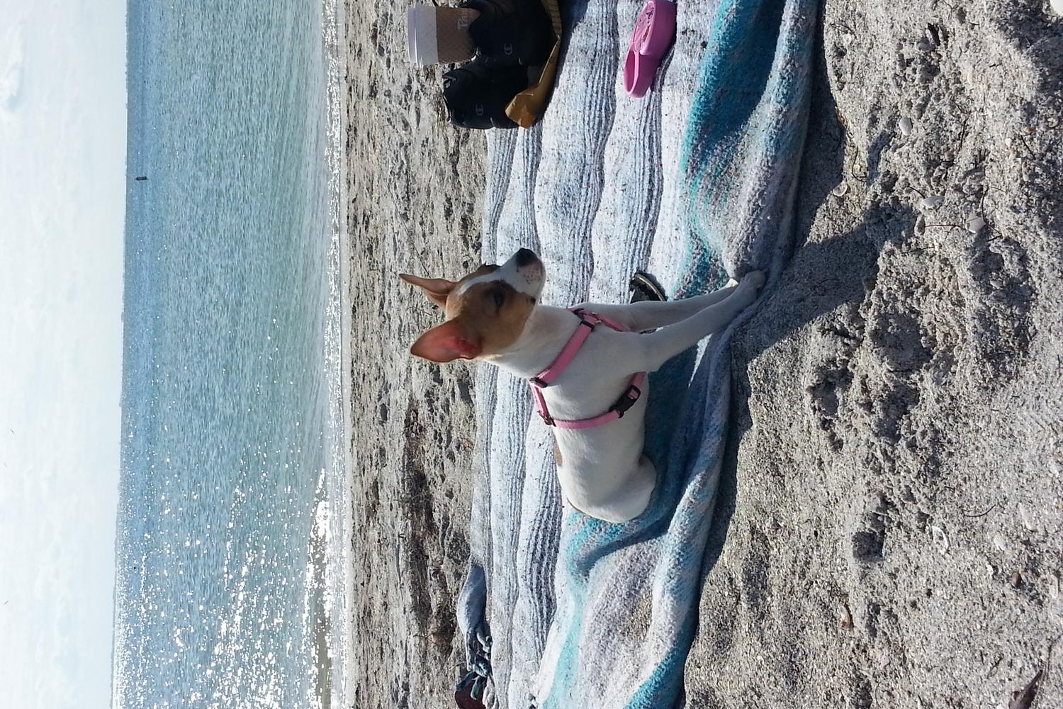 Fort De Soto Dog Beach Park 59