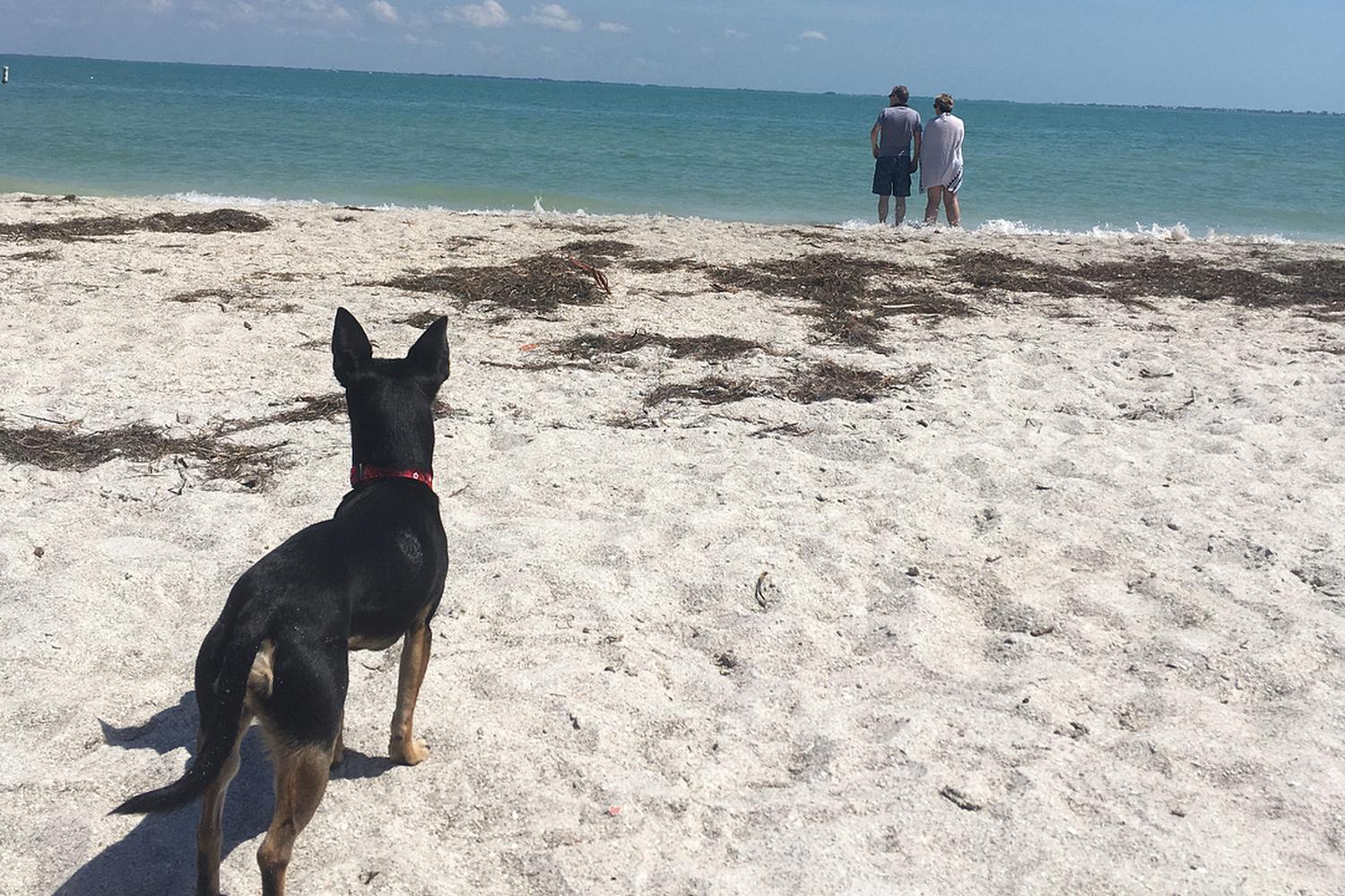 Fort De Soto Dog Beach Park 93