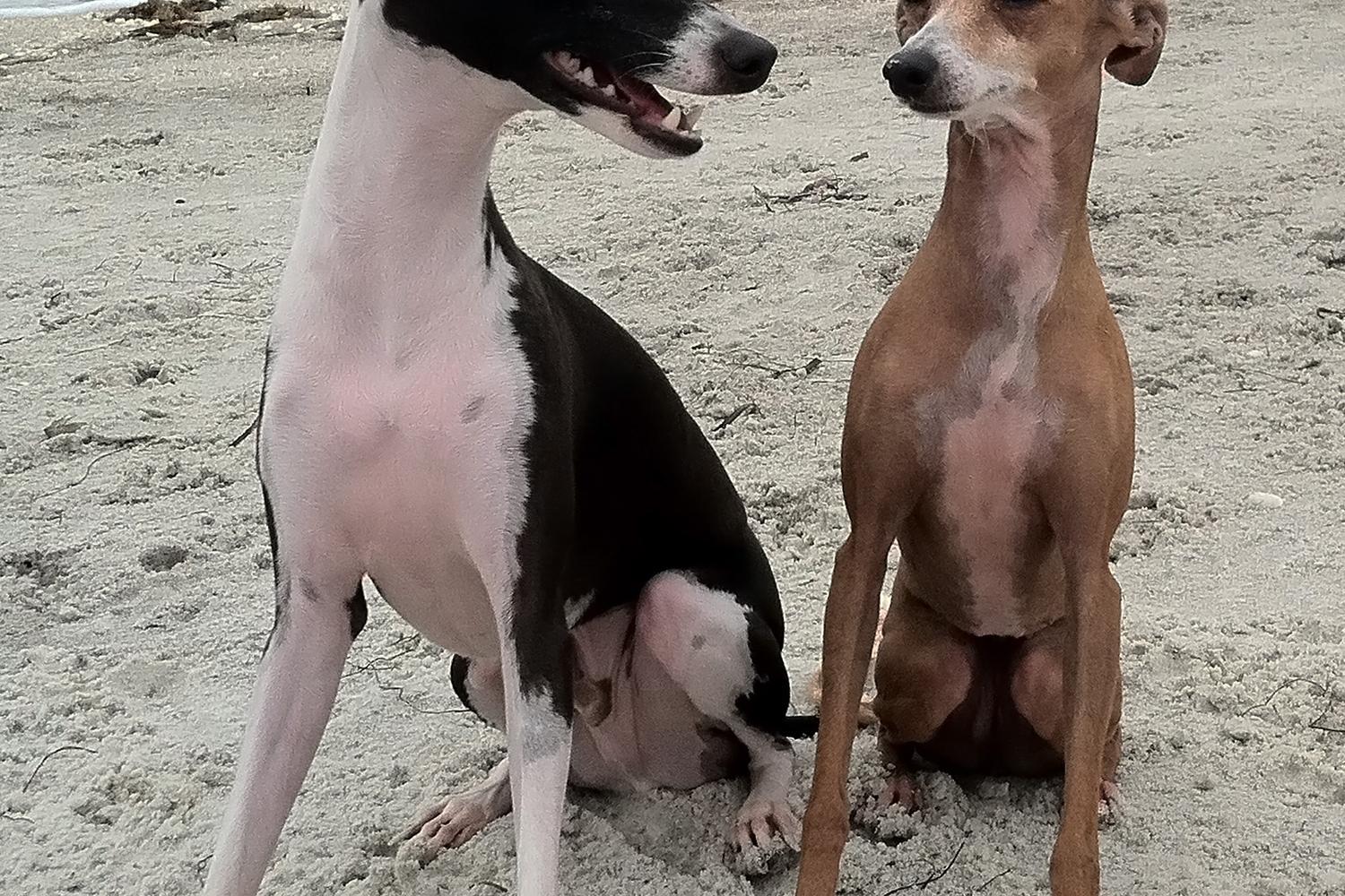 Fort De Soto Dog Beach Park 43