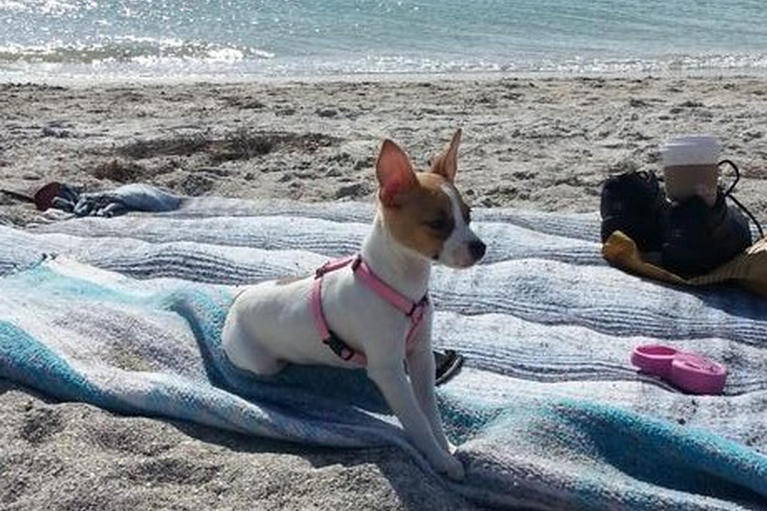 Fort De Soto Dog Beach Park 60