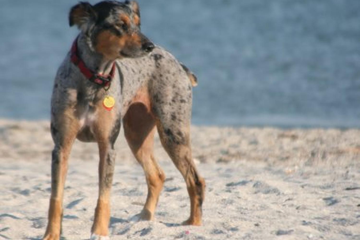 Fort De Soto Dog Beach Park 30