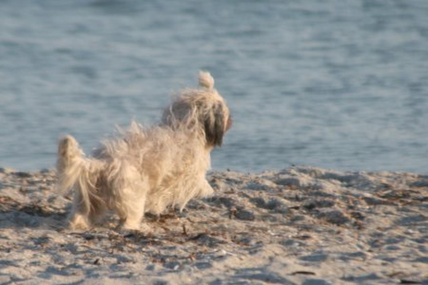 Fort De Soto Dog Beach Park 21