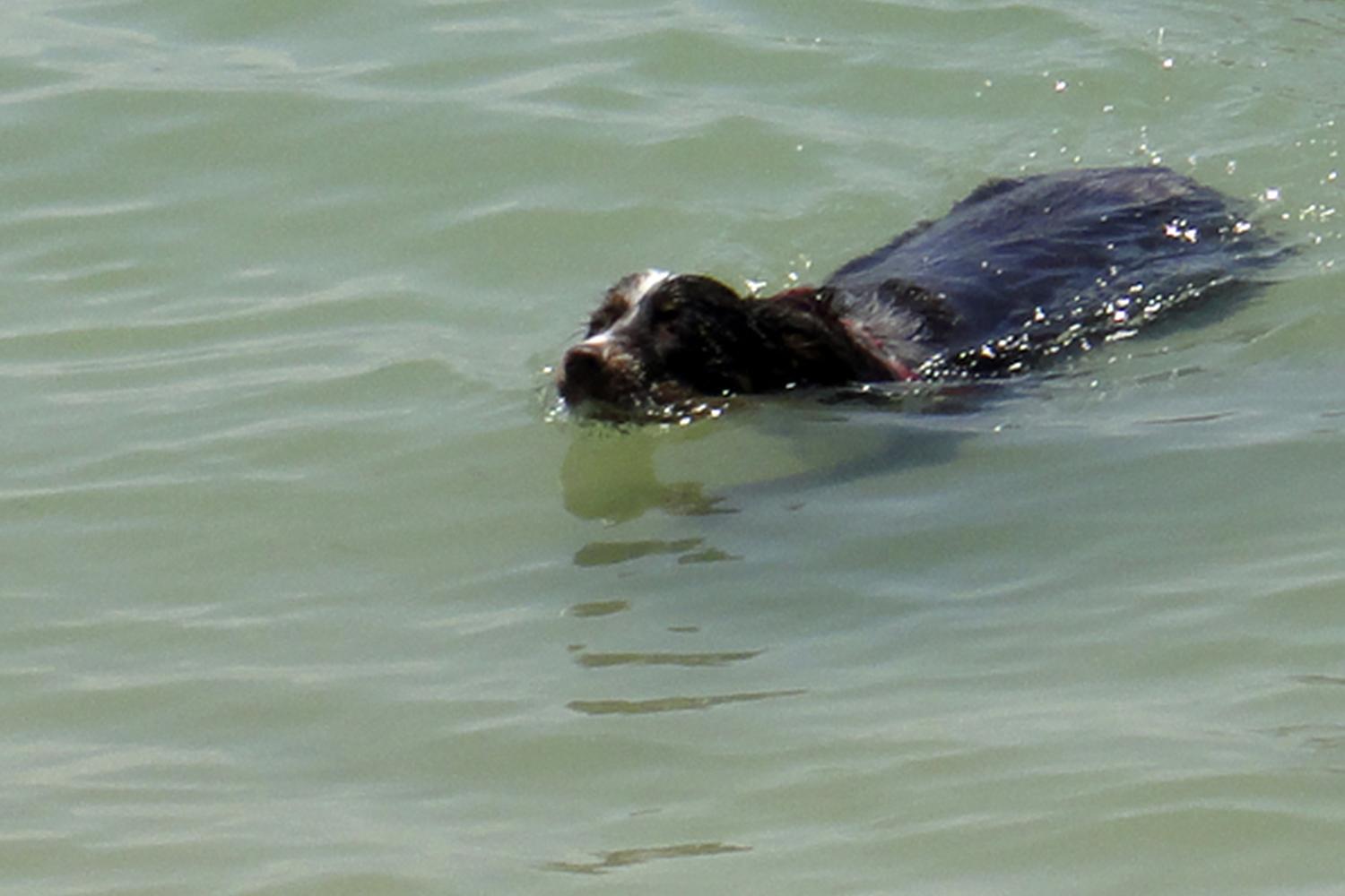 Fort De Soto Dog Beach Park 38