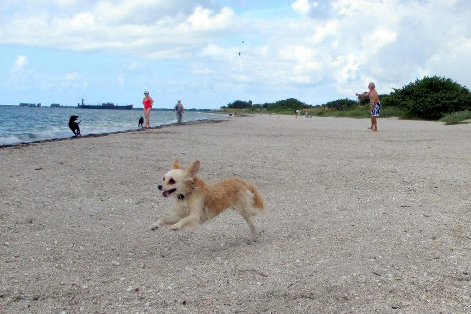 Fort De Soto Dog Beach Park 8