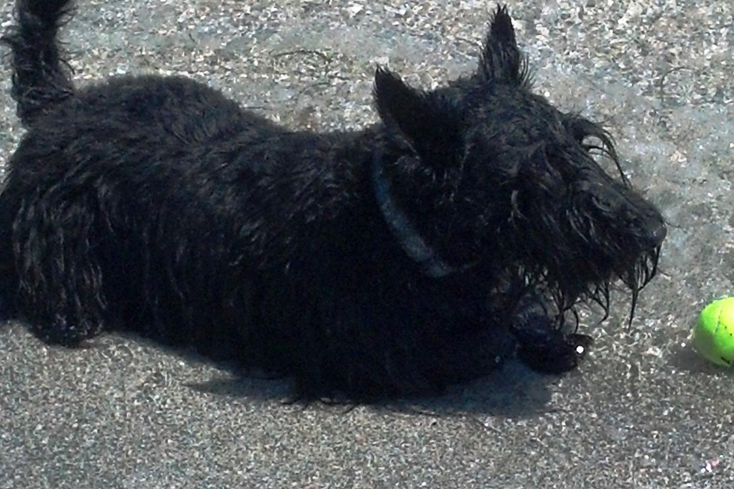 Fort De Soto Dog Beach Park 66