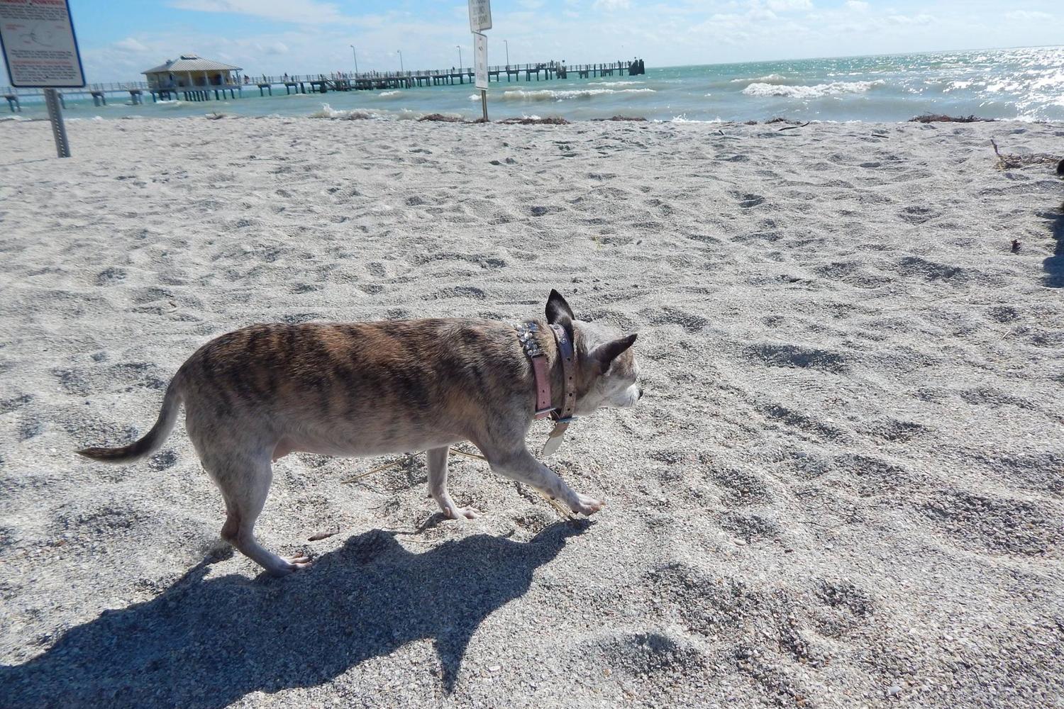 Fort De Soto Dog Beach Park 87