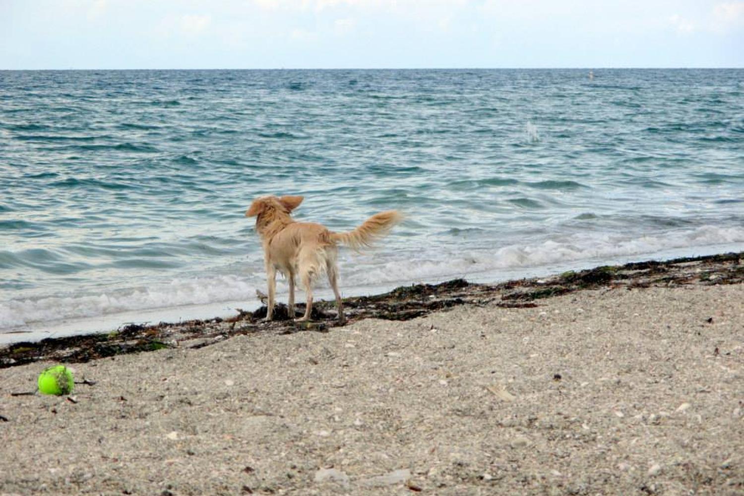 Fort De Soto Dog Beach Park 15