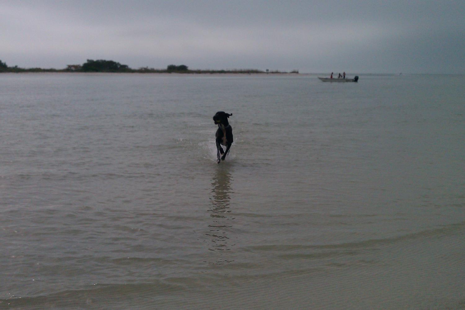 Fort De Soto Dog Beach Park 36