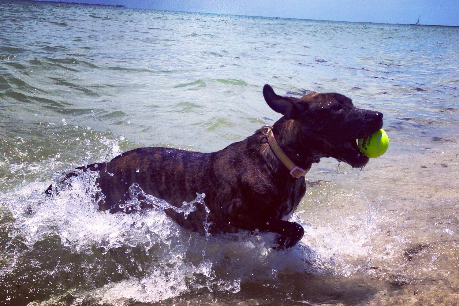 Fort De Soto Dog Beach Park 72