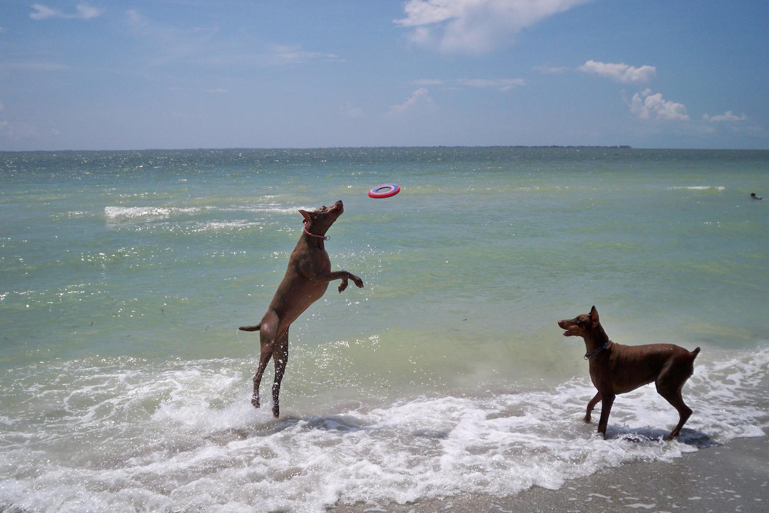 Fort De Soto Dog Beach Park 1