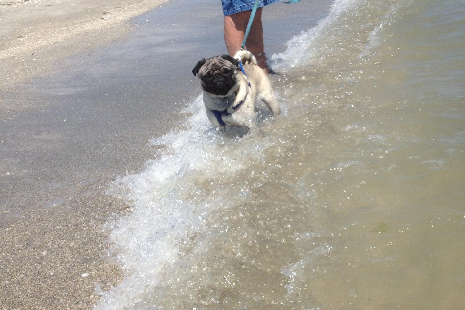 Fort De Soto Dog Beach Park 68