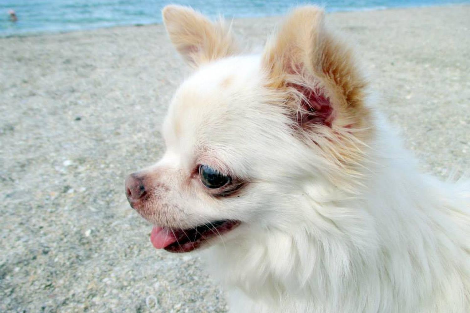 Fort De Soto Dog Beach Park 12