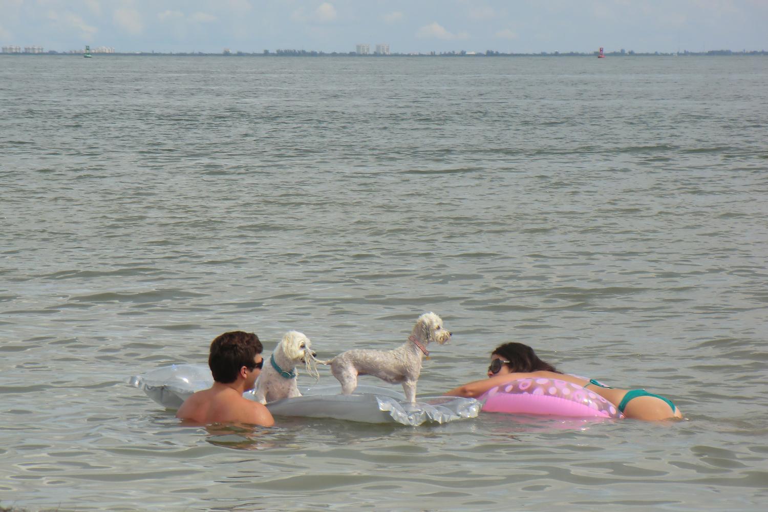 Fort De Soto Dog Beach Park 55