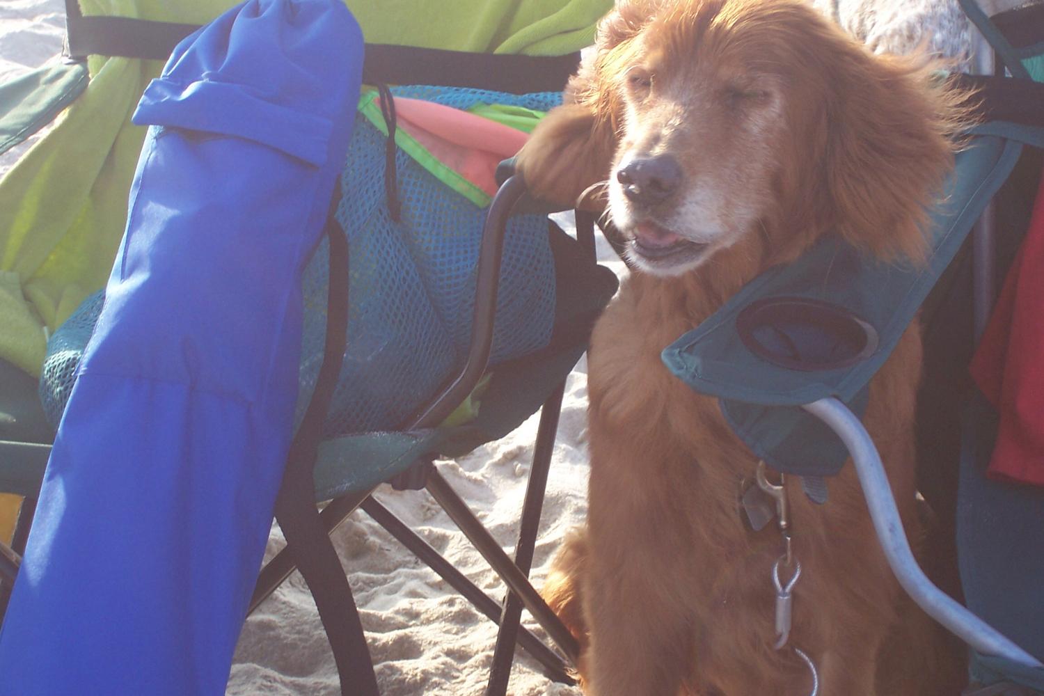 Assateague National Seashore 16